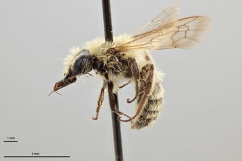 Media type: image;   Entomology 770431 Aspect: habitus lateral view